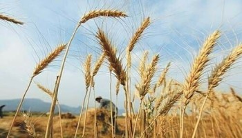 گندم بحران : حقائق اُور مسائل