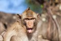 بھارت: بندر نے 3 افراد کی جان لے لی