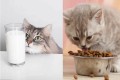 بلیوں کو دودھ نہ دیں، ان کی صحت کا خیال رکھیں