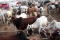 عید الاضحیٰ پر مویشی منڈیوں میں ڈیجیٹل ادائیگی مہم کا آغاز